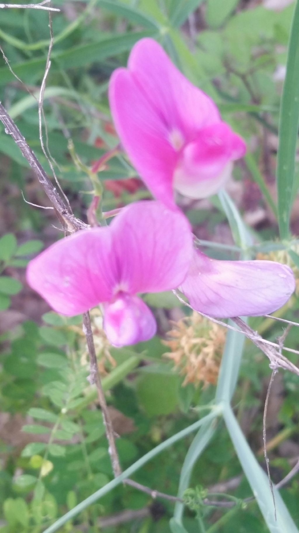 Lathyrus sylvestris (Fabaceae)